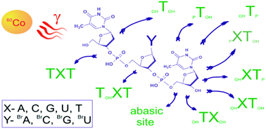 Graphical abstract: Irreversible electron attachment – a key to DNA damage by solvated electrons in aqueous solution