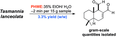 Graphical abstract: Practical isolation of polygodial from Tasmannia lanceolata: a viable scaffold for synthesis