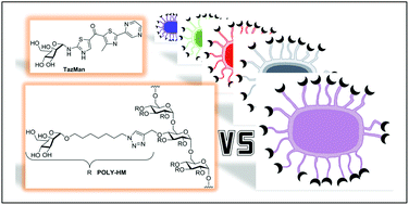 Graphical abstract: Inhibition profiles of mono- and polyvalent FimH antagonists against 10 different Escherichia coli strains