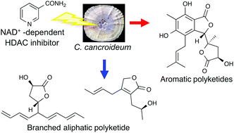 Graphical abstract: Epigenetic stimulation of polyketide production in Chaetomium cancroideum by an NAD+-dependent HDAC inhibitor