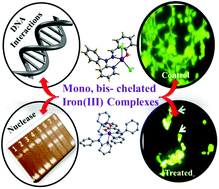 Graphical abstract: Mononuclear iron(iii) complexes of tridentate ligands with efficient nuclease activity and studies of their cytotoxicity