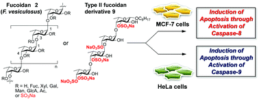 Graphical abstract: Systematic synthesis of low-molecular weight fucoidan derivatives and their effect on cancer cells