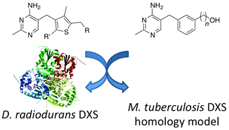 Graphical abstract: Validation of a homology model of Mycobacterium tuberculosis DXS: rationalization of observed activities of thiamine derivatives as potent inhibitors of two orthologues of DXS