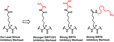 Graphical abstract: Novel sirtuin inhibitory warheads derived from the Nε-acetyl-lysine analog l-2-amino-7-carboxamidoheptanoic acid