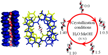 Graphical abstract: The Dynamics, energetics and selectivity of water chain-containing aquapores created by the self-assembly of aquafoldamer molecules