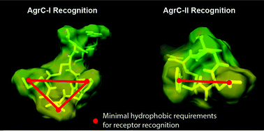 Graphical abstract: Characterization of structural elements in native autoinducing peptides and non-native analogues that permit the differential modulation of AgrC-type quorum sensing receptors in Staphylococcus aureus