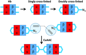 Graphical abstract: Subunit-directed click coupling via doubly cross-linked hemoglobin efficiently produces readily purified functional bis-tetrameric oxygen carriers