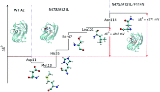 Graphical abstract: A few key residues determine the high redox potential shift in azurin mutants