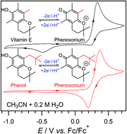 Graphical abstract: Optimizing the lifetimes of phenoxonium cations derived from vitamin E via structural modifications