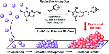 Graphical abstract: Halogenated quinolines discovered through reductive amination with potent eradication activities against MRSA, MRSE and VRE biofilms