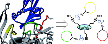 Graphical abstract: Molecular construction of HIV-gp120 discontinuous epitope mimics by assembly of cyclic peptides on an orthogonal alkyne functionalized TAC-scaffold