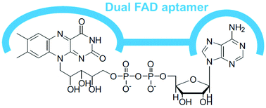 Graphical abstract: The dual aptamer approach: rational design of a high-affinity FAD aptamer