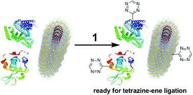 Graphical abstract: Protein tetrazinylation via diazonium coupling for covalent and catalyst-free bioconjugation
