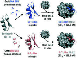 Graphical abstract: Targeting anti-apoptotic Bcl2 proteins with scyllatoxin-based BH3 domain mimetics