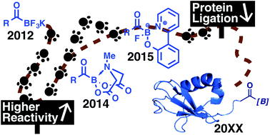 Graphical abstract: Synthesis and reactivities of monofluoro acylboronates in chemoselective amide bond forming ligation with hydroxylamines