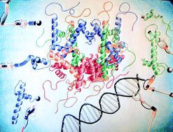 Graphical abstract: Hybrid phase ligation for efficient synthesis of histone proteins