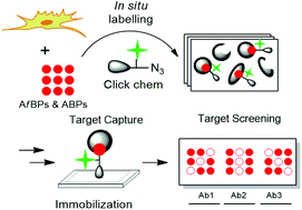 Graphical abstract: Accelerated cellular on- and off-target screening of bioactive compounds using microarrays