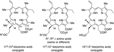 Graphical abstract: Syntheses and cellular investigations of di-aspartate and aspartate-lysine chlorin e6 conjugates