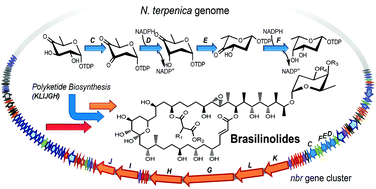 Graphical abstract: Target-specific identification and characterization of the putative gene cluster for brasilinolide biosynthesis revealing the mechanistic insights and combinatorial synthetic utility of 2-deoxy-l-fucose biosynthetic enzymes