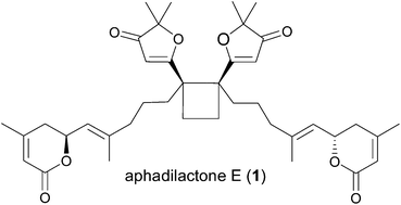 Graphical abstract: Antimalarial diterpenoid dimers of a new carbon skeleton from Aphanamixis grandifolia