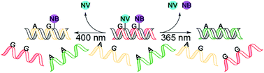 Graphical abstract: Wavelength-selective light-triggered strand exchange reaction