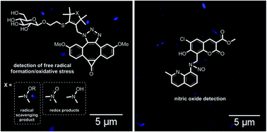 Graphical abstract: Blue ‘turn-on’ fluorescent probes for the direct detection of free radicals and nitric oxide in Pseudomonas aeruginosa biofilms