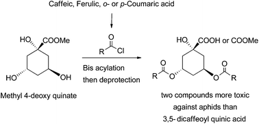 Graphical abstract: Synthesis of new dicinnamoyl 4-deoxy quinic acid and methyl ester derivatives and evaluation of the toxicity against the pea aphid Acyrthosiphon pisum