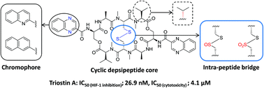 Graphical abstract: Solution-phase synthesis and biological evaluation of triostin A and its analogues