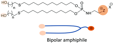 Graphical abstract: Lipophosphoramidate-based bipolar amphiphiles: their syntheses and transfection properties