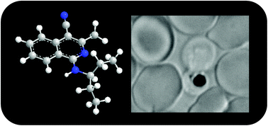 Graphical abstract: Antimalarial activity of novel 4-cyano-3-methylisoquinoline inhibitors against Plasmodium falciparum: design, synthesis and biological evaluation