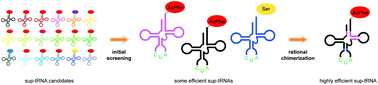 Graphical abstract: Rational optimization of amber suppressor tRNAs toward efficient incorporation of a non-natural amino acid into protein in a eukaryotic wheat germ extract