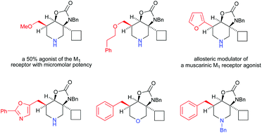 Graphical abstract: Stereoselective synthesis of oxazolidinonyl-fused piperidines of interest as selective muscarinic (M1) receptor agonists: a novel M1 allosteric modulator