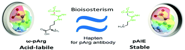 Graphical abstract: Development of a stable phosphoarginine analog for producing phosphoarginine antibodies