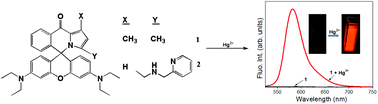 Graphical abstract: Signaling preferences of substituted pyrrole coupled six-membered rhodamine spirocyclic probes for Hg2+ ion detection