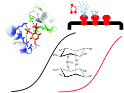 Graphical abstract: Synthesis of inositol phosphate-based competitive antagonists of inositol 1,4,5-trisphosphate receptors