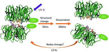 Graphical abstract: Reaction dynamics of the UV-B photosensor UVR8