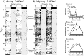 Graphical abstract: Nocturnal melatonin levels decode daily light environment and reflect seasonal states in night-migratory blackheaded bunting (Emberiza melanocephala)