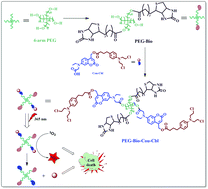 Graphical abstract: Coumarin-containing-star-shaped 4-arm-polyethylene glycol: targeted fluorescent organic nanoparticles for dual treatment of photodynamic therapy and chemotherapy