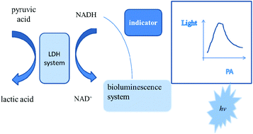 Graphical abstract: Determination of pyruvic acid concentration using a bioluminescence system from Photobacterium leiognathi