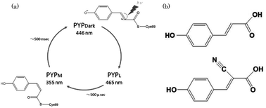 Graphical abstract: Influence of a chromophore analogue in the protein cage of a photoactive yellow protein