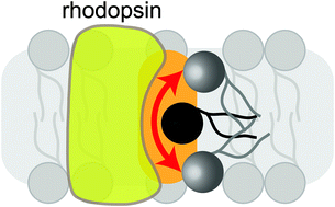 Graphical abstract: Phospholipid scrambling by rhodopsin