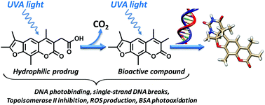 Graphical abstract: Photobiological properties of 3-psoralenacetic acids