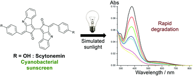 Graphical abstract: On the photostability of scytonemin, analogues thereof and their monomeric counterparts