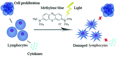 Graphical abstract: Functional inactivation of lymphocytes by methylene blue with visible light