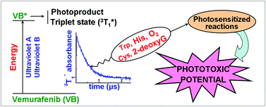 Graphical abstract: A molecular insight into the phototoxic reactions observed with vemurafenib, a first-line drug against metastatic melanoma