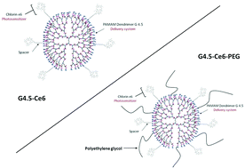 Graphical abstract: PAMAM G4.5-chlorin e6 dendrimeric nanoparticles for enhanced photodynamic effects