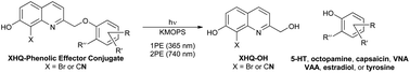 Graphical abstract: Photoactivatable, biologically-relevant phenols with sensitivity toward 2-photon excitation