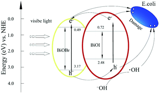Graphical abstract: Enhanced photocatalytic bacteriostatic activity towards Escherichia coli using 3D hierarchical microsphere BiOI/BiOBr under visible light irradiation