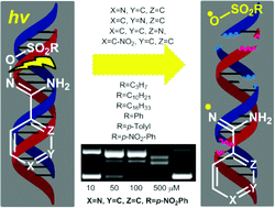 Graphical abstract: Evaluation of O-alkyl and aryl sulfonyl aromatic and heteroaromatic amidoximes as novel potent DNA photo-cleavers