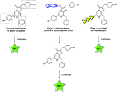 Graphical abstract: Lighting up bioluminescence with coelenterazine: strategies and applications